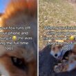 Fox swipes his owners phone