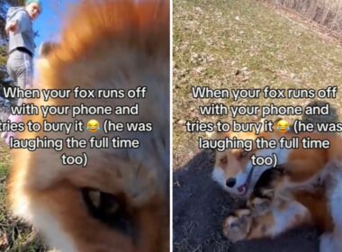 Fox swipes his owners phone