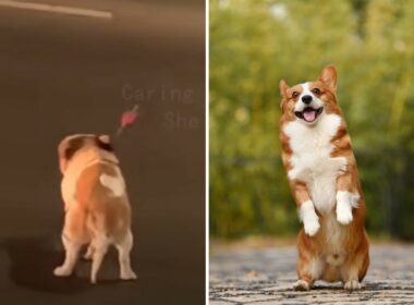 Dog with arrow wounds