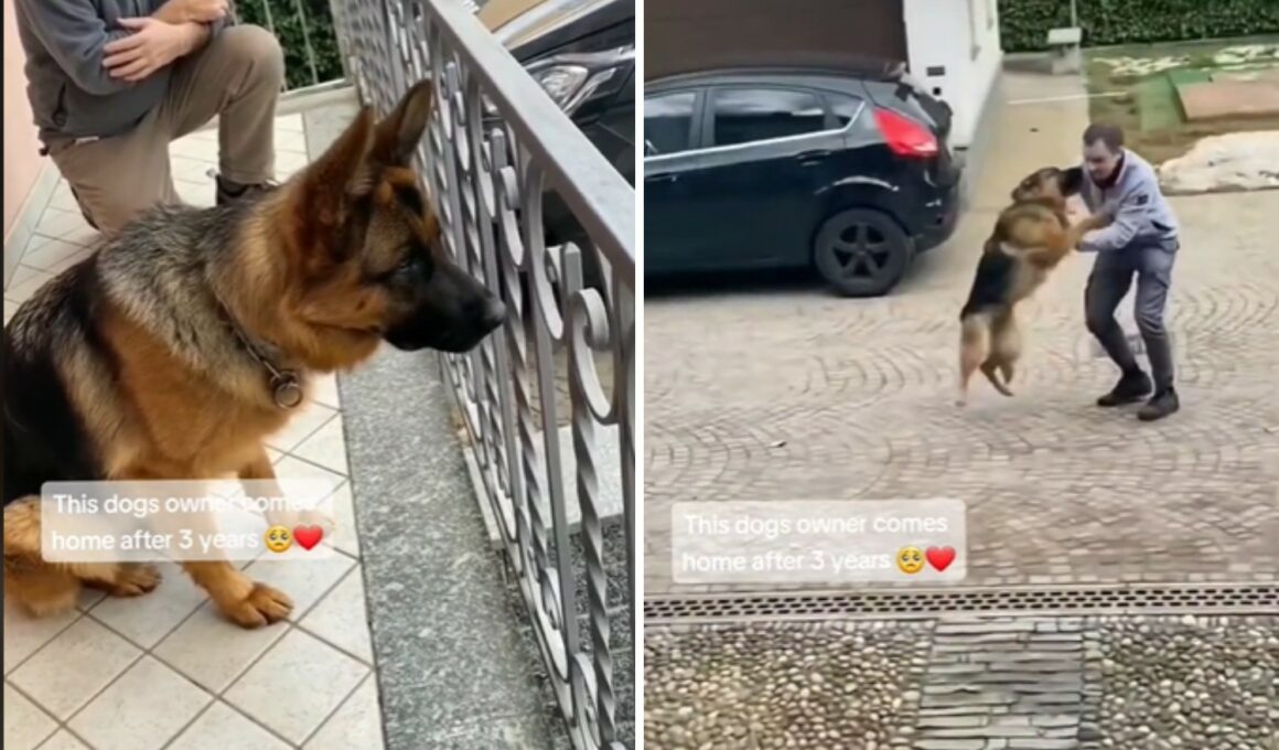 Dog Happy To see His Owner
