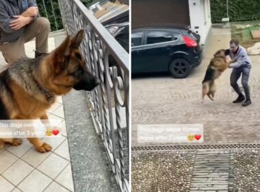 Dog Happy To see His Owner