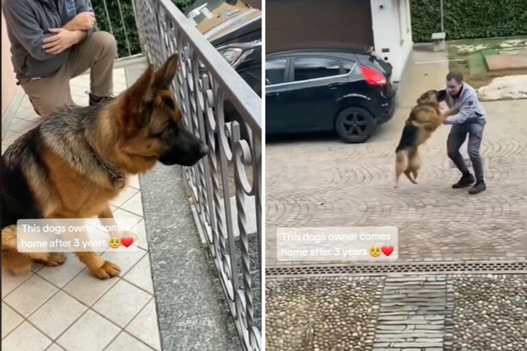 Dog Happy To see His Owner