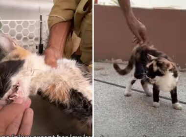 Cat gives birth by the roadside