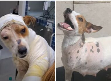 Pregnant dog gets saved