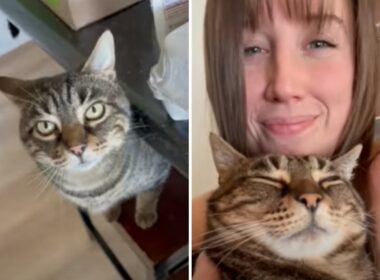 Woman finds her soul cat