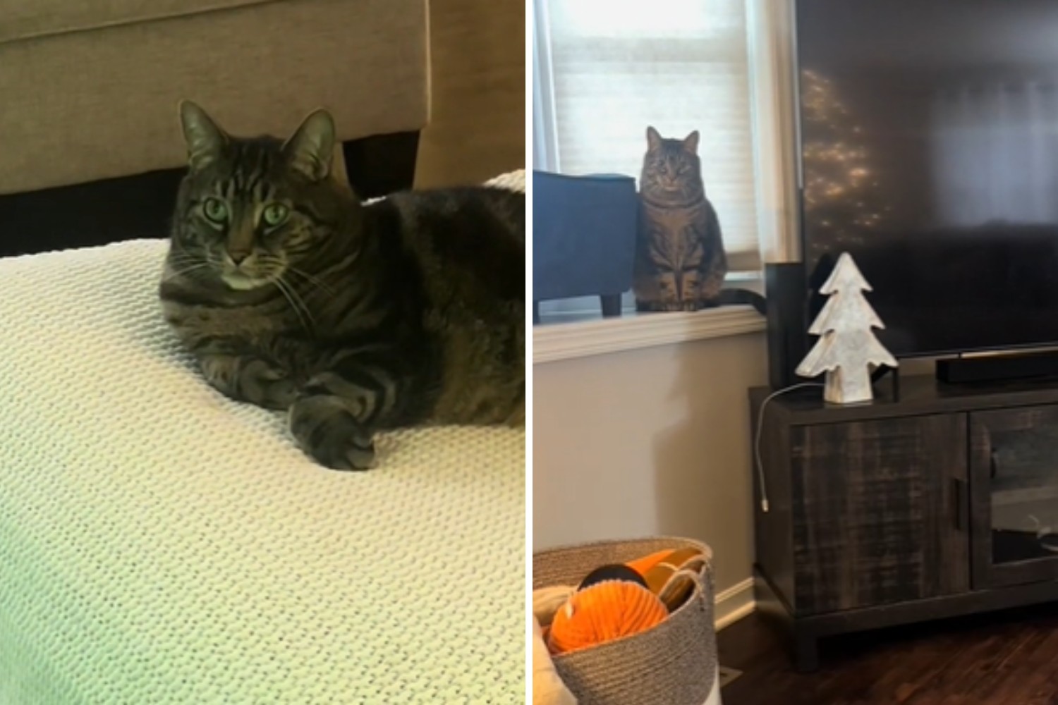 Evil Genius Cat Turns Off The TV Because His Owners Won't Let Him Watch