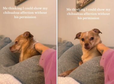 Chihuahua doesn't like being touchhed
