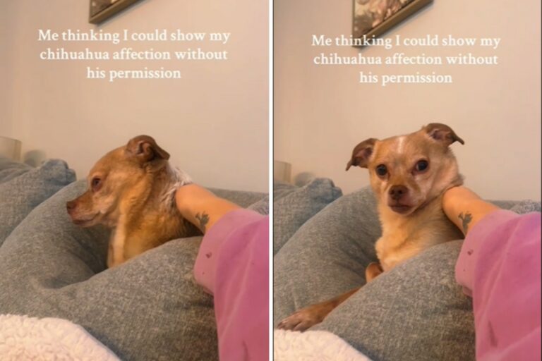 Chihuahua doesn't like being touchhed