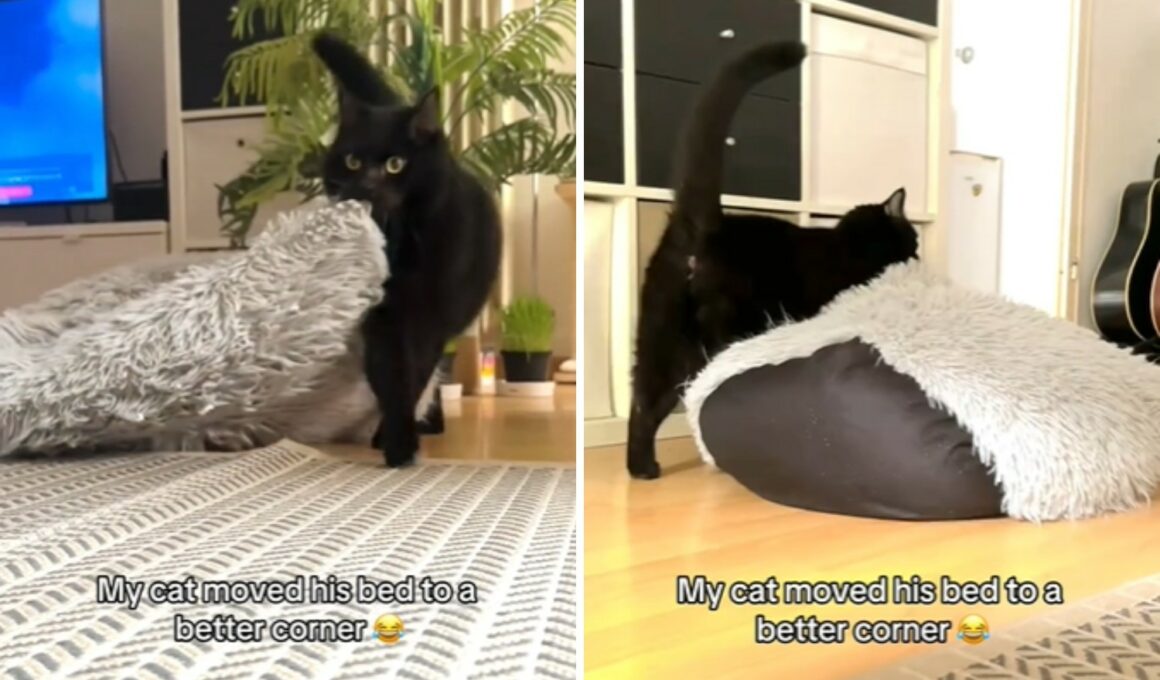 Cat moves his bed to a better spot