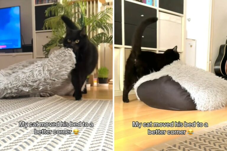 Cat moves his bed to a better spot
