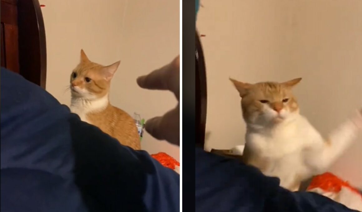 Cat fights with his owner
