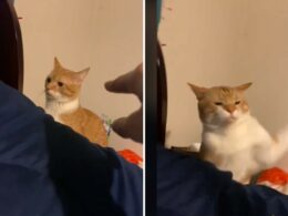 Cat fights with his owner