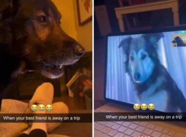 Dogs facetiming each other