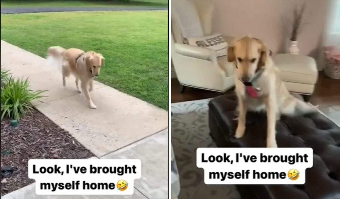 Dog Brings Himself Home