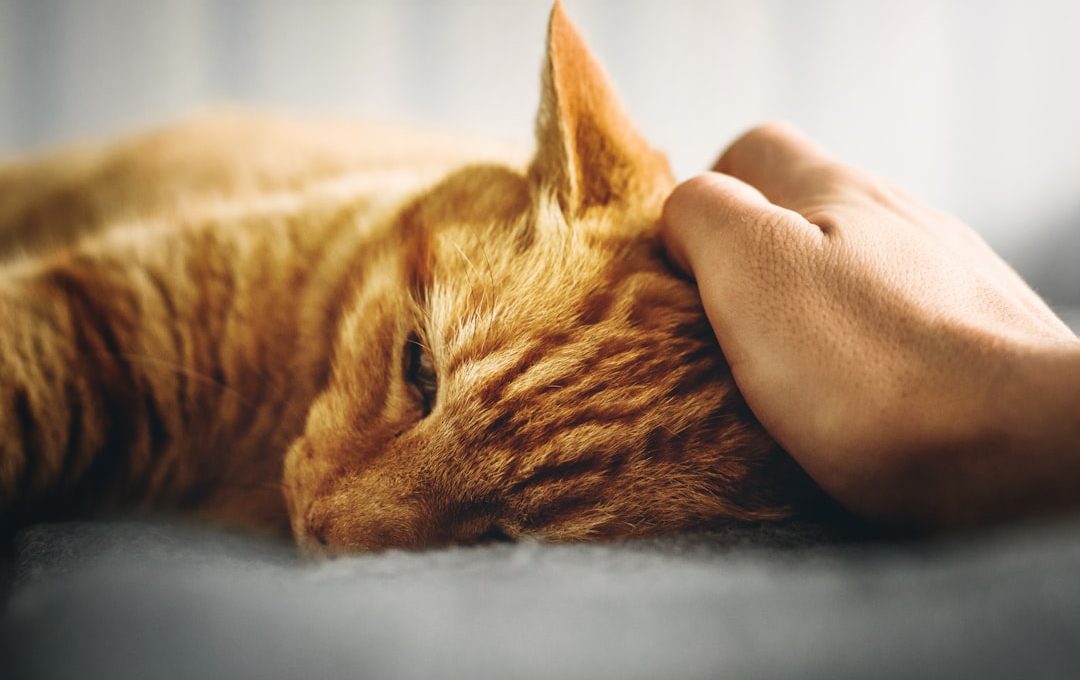 person holding the head of orange tabby cat
