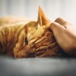 person holding the head of orange tabby cat